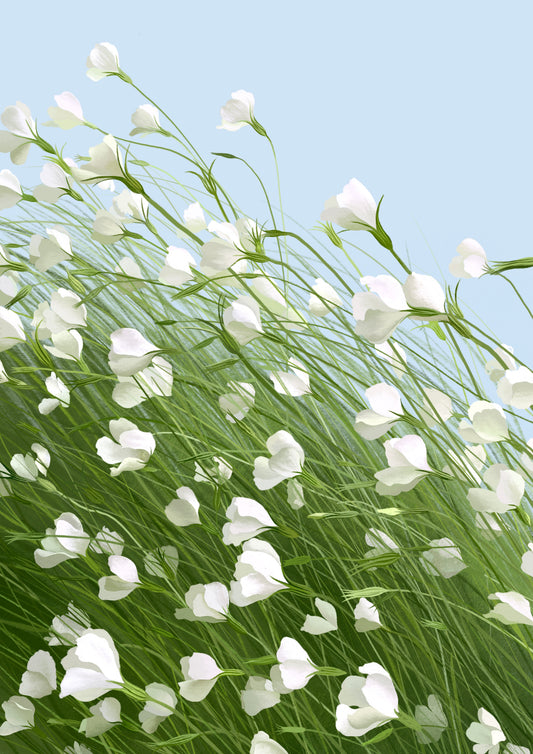 corn cockles in the wind - art print