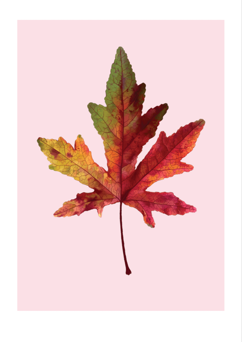 fallen leaves - art print