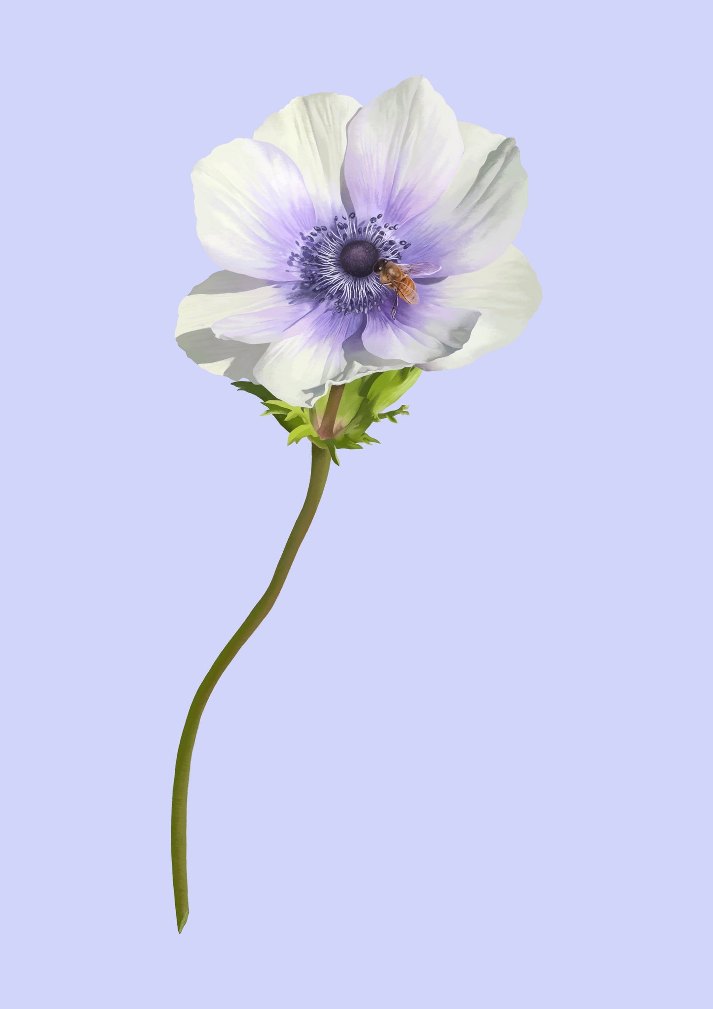 anemone stem - art print