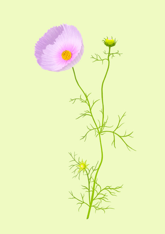 cupcake cosmos stem - art print