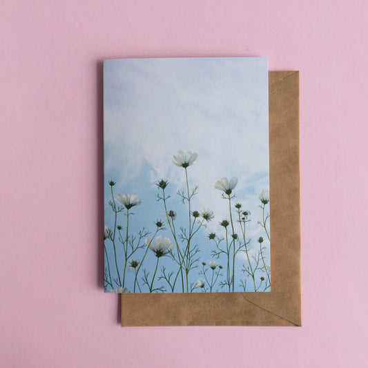 greeting card - lingering cosmos