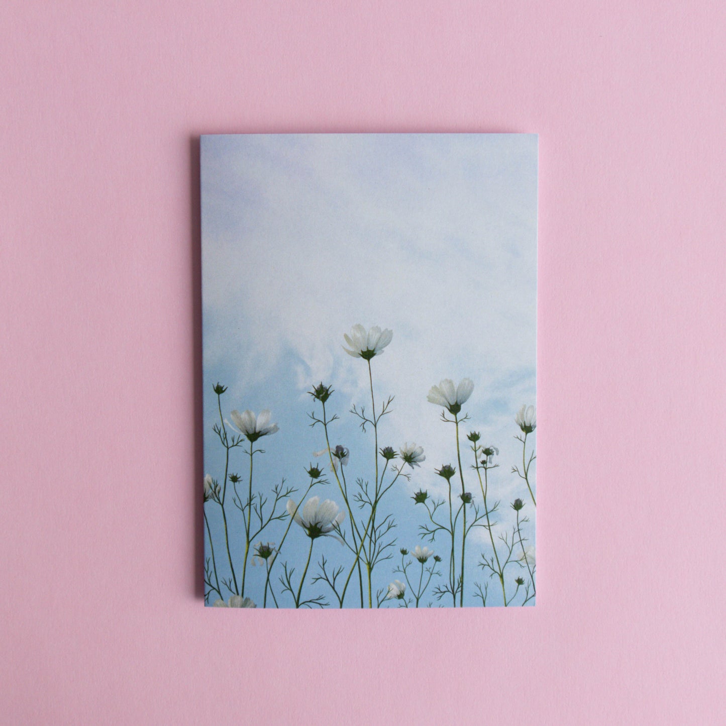 greeting card - lingering cosmos