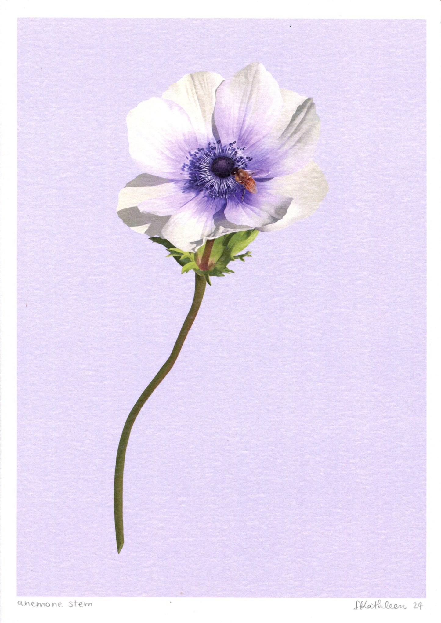 anemone stem - art print