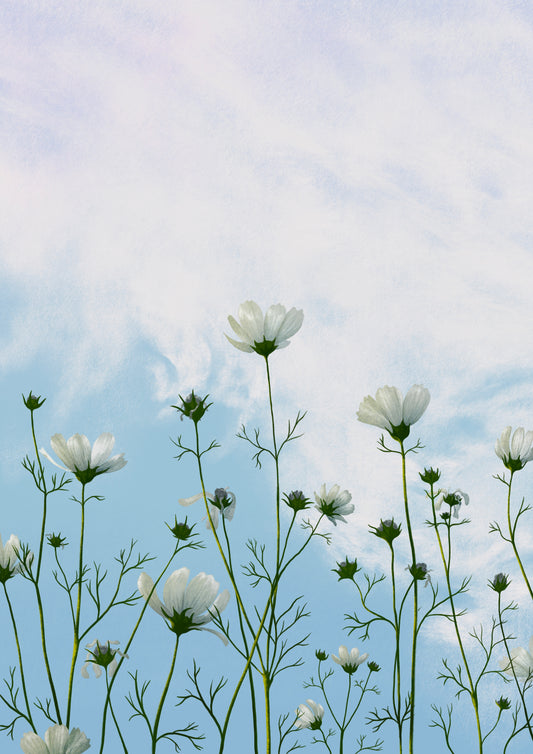 lingering cosmos - art print