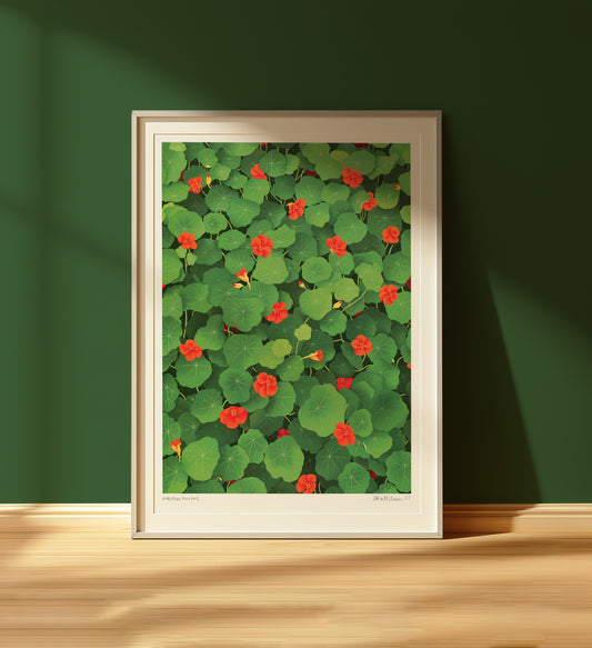 nasturtiums - art print