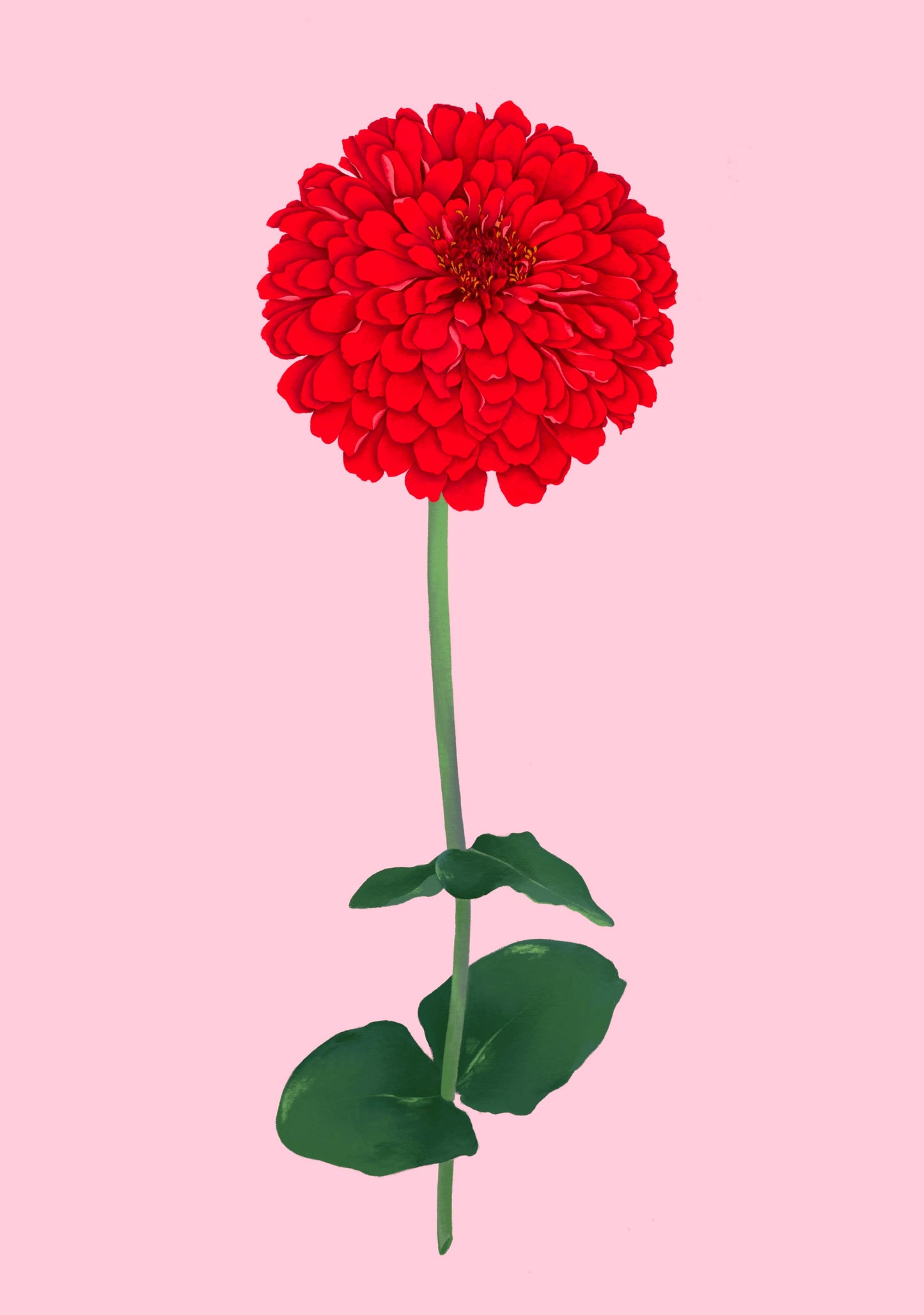 zinnia stem - art print