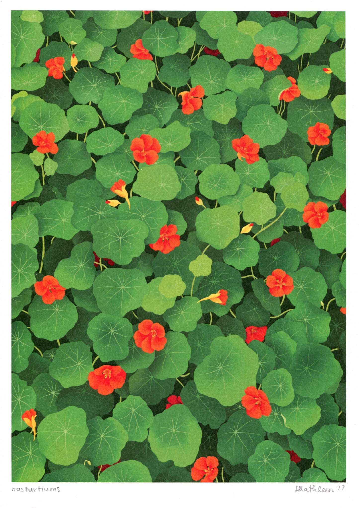nasturtiums - art print