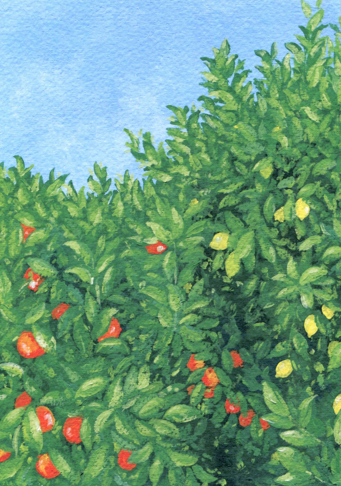 citrus and sky - art print