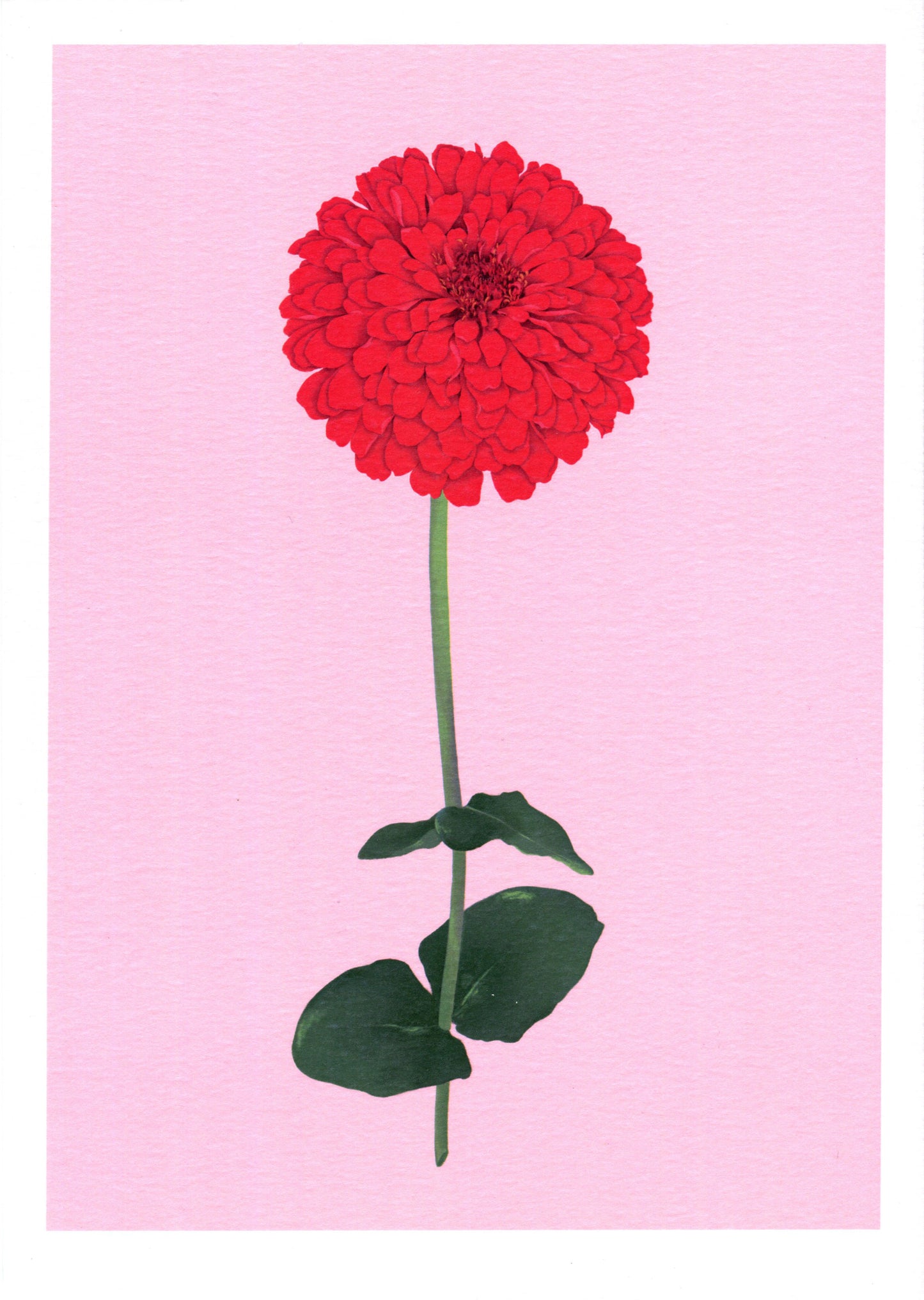 zinnia stem - art print