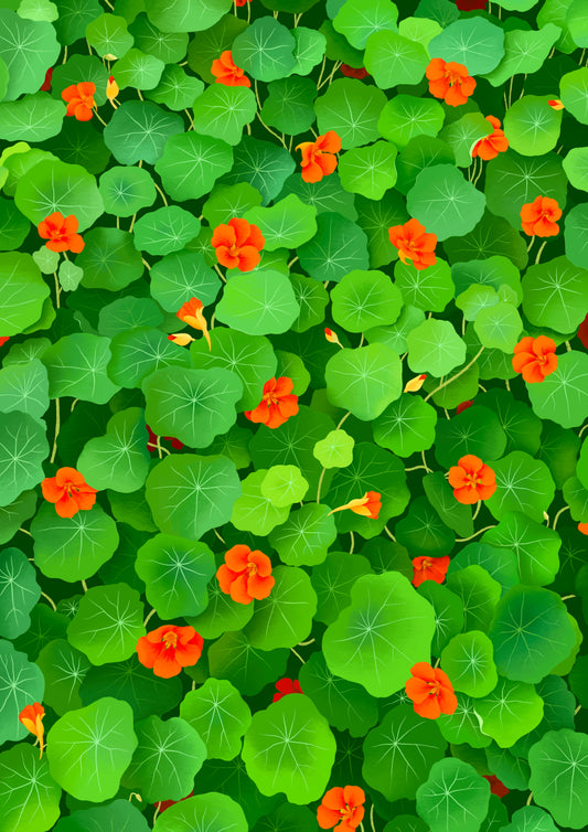 nasturtiums - art print