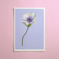 anemone stem - art print