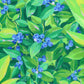 an abundance of blueberries - art print