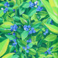 an abundance of blueberries - original artwork