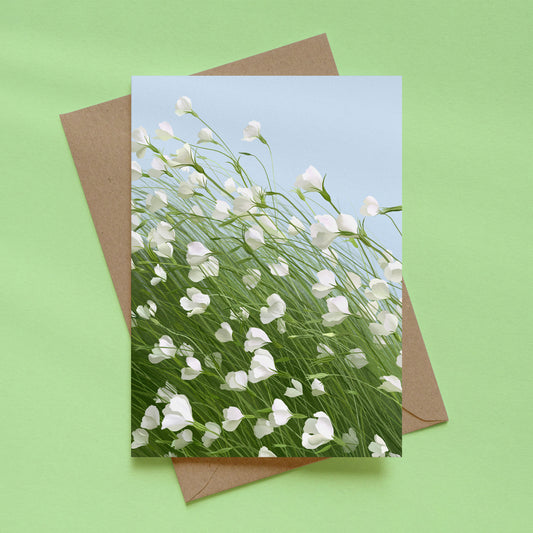 greeting card - corn cockles