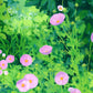 summer cosmos - original painting