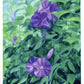 morning glory - art print