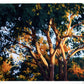 golden hour gums - art print