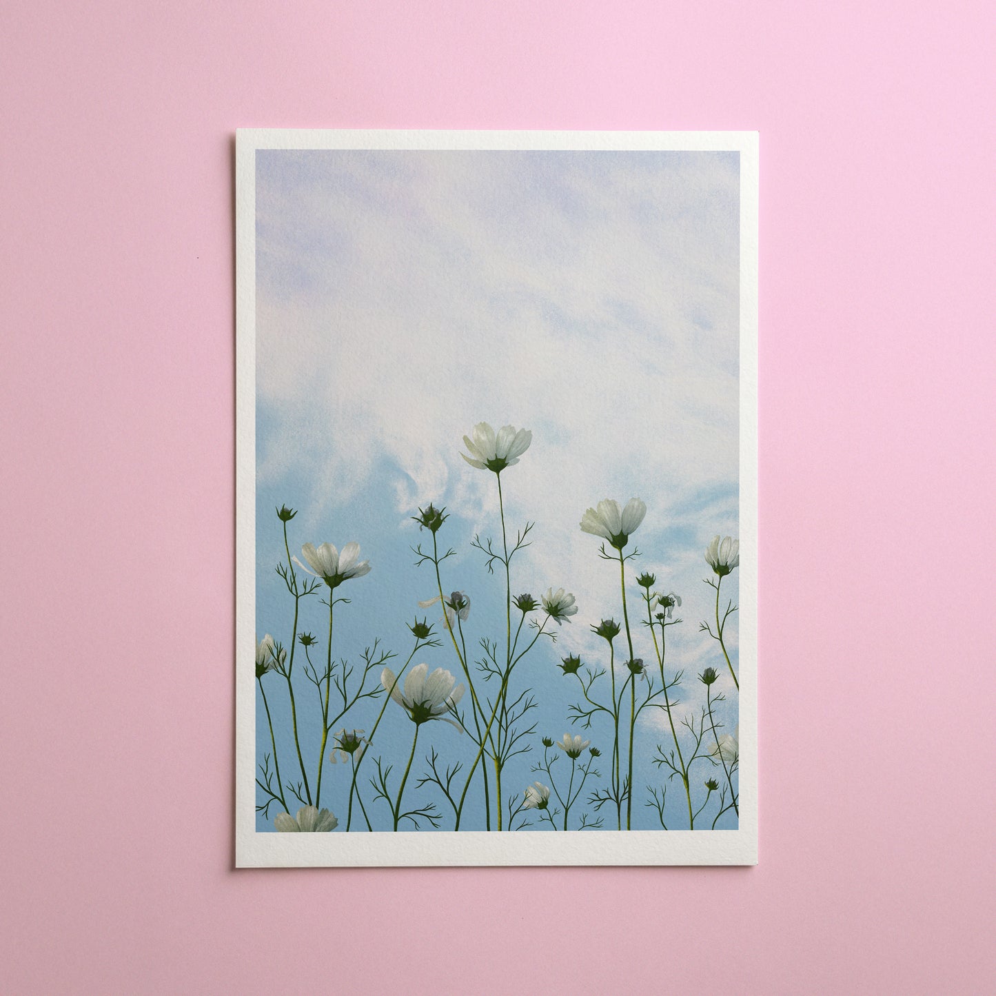lingering cosmos - art print