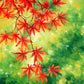 glowing maple - art print