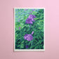morning glory - art print