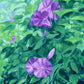 morning glory - art print