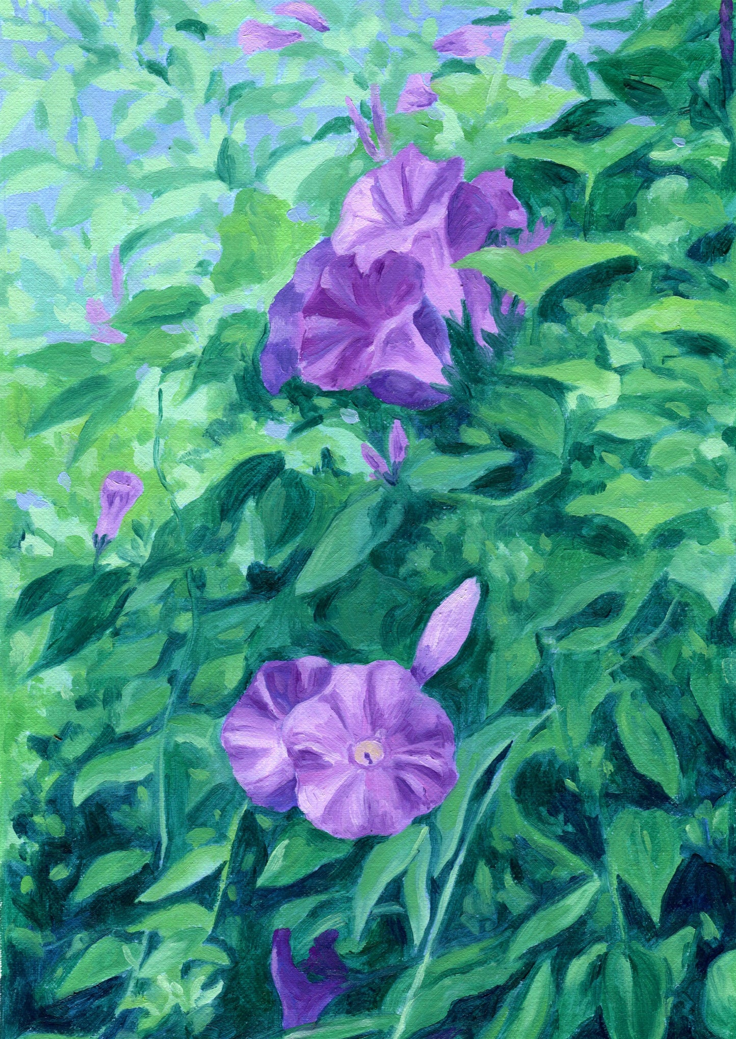 morning glory - art print