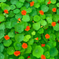nasturtiums - art print