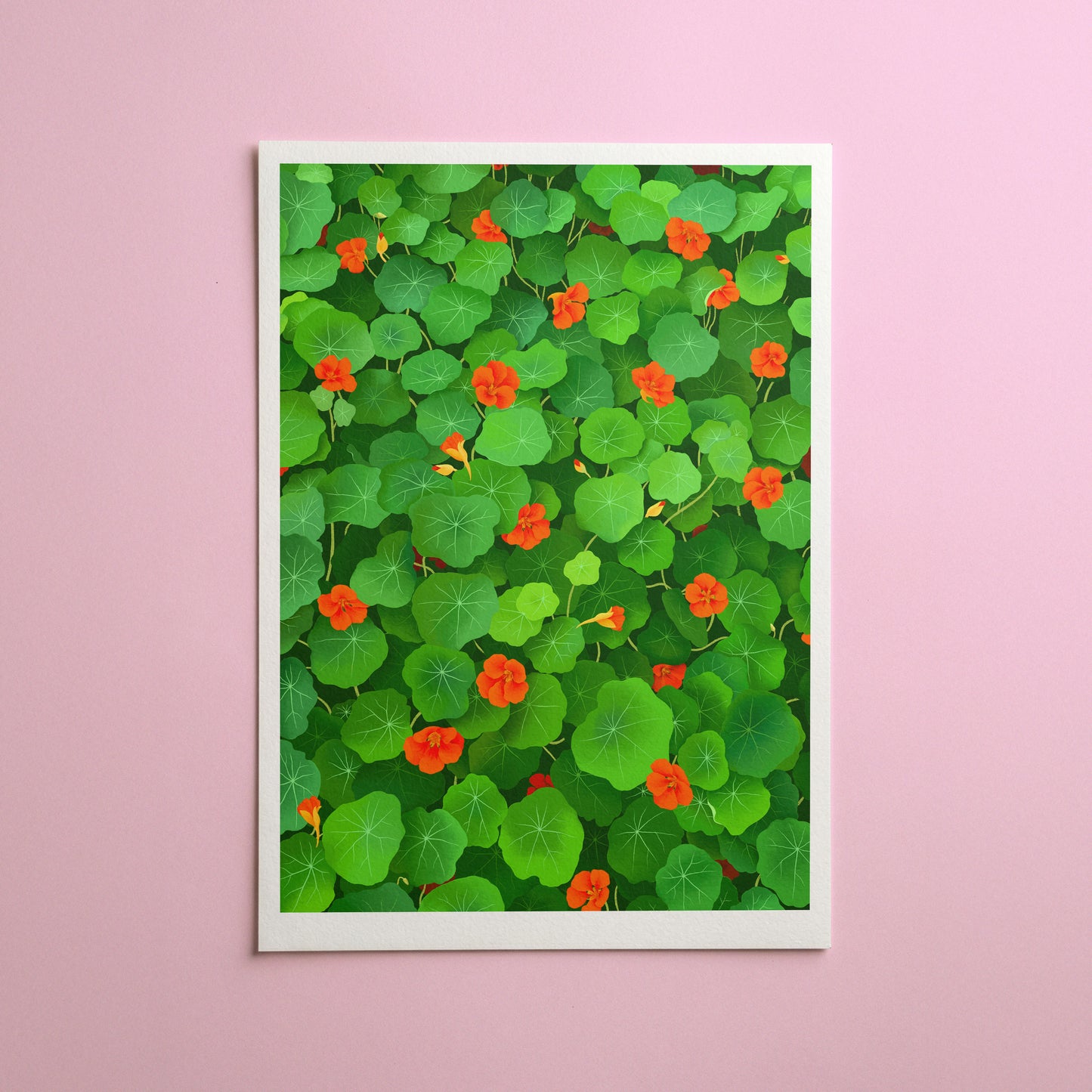 nasturtiums - art print