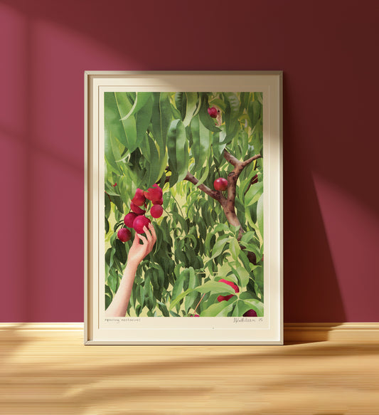 ripening nectarines - art print