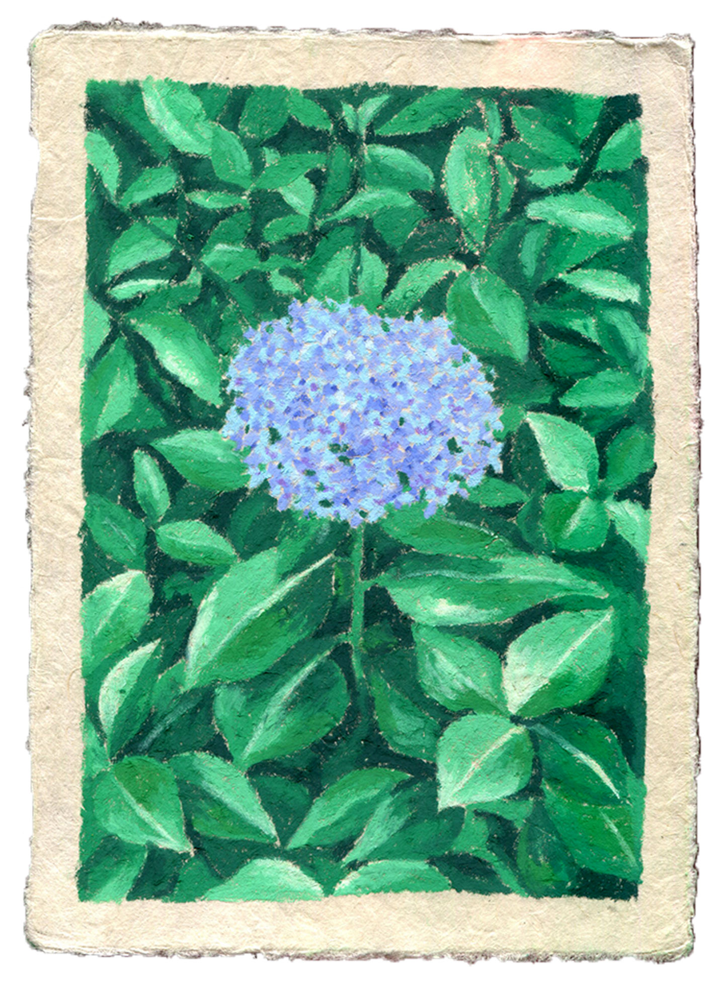 oil pastel garden hydrangea - original