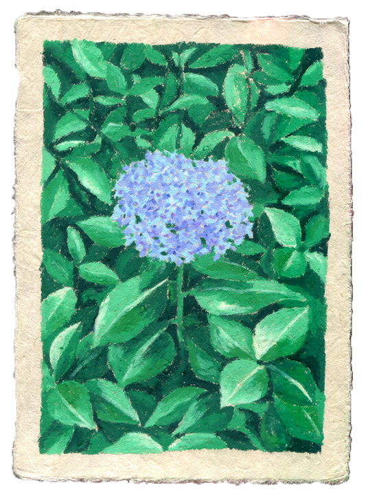 oil pastel garden hydrangea - original