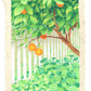 oranges by the picket fence - original