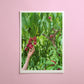 ripening nectarines - art print