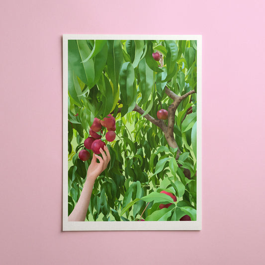 ripening nectarines - art print