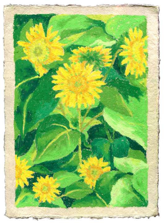 oil pastel sunflowers - framed original