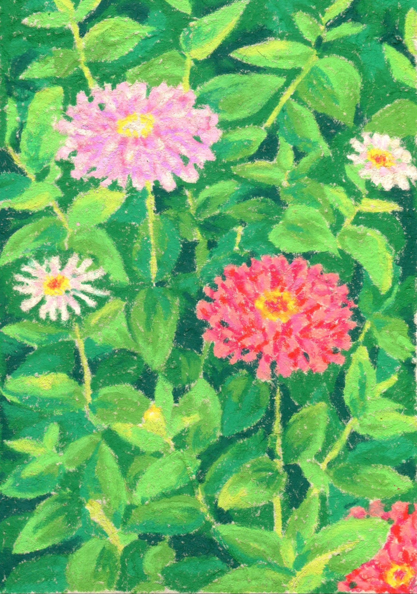 oil pastel zinnias - art print