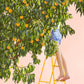 in the peach tree - art print